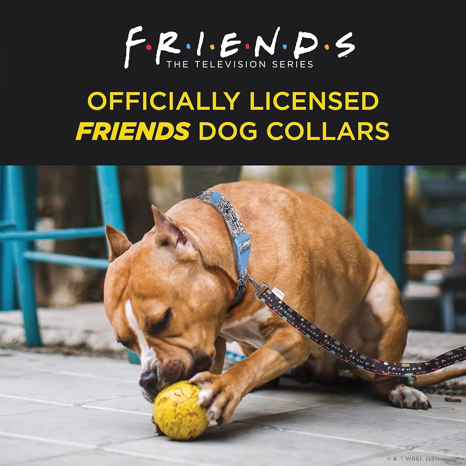 Dog leashes, Collars and Harnesses